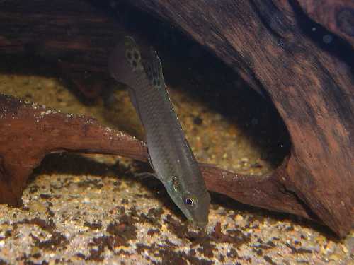 Pelvicachromis "blue fin"  mâle