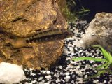 Apistogramma gossei, mâle