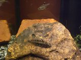 Apistogramma gossei, mâle