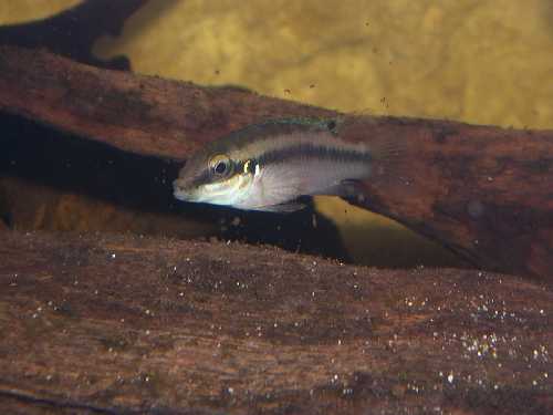 Pelvicachromis sp "blue fin" femelle