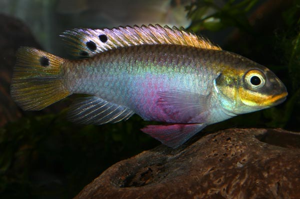 Pelvicachromis taenitus Moliwe