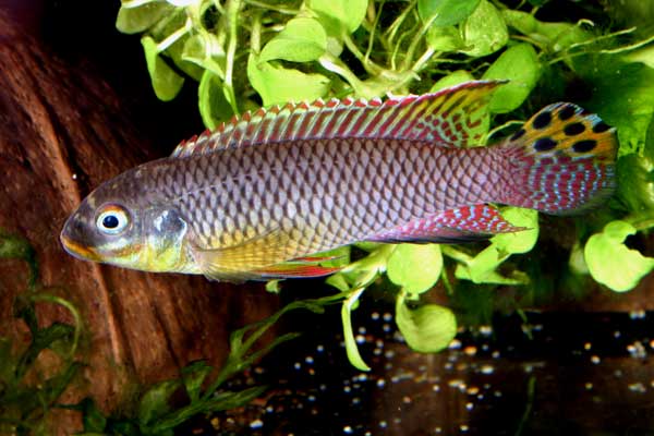 Pelvicachromis taenitus Moliwe