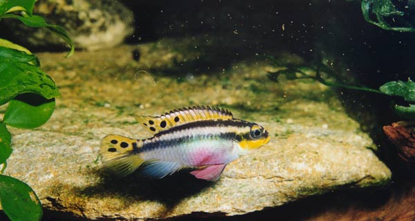 Pelvicachromis taeniatus Nigeria rouge (1).jpg