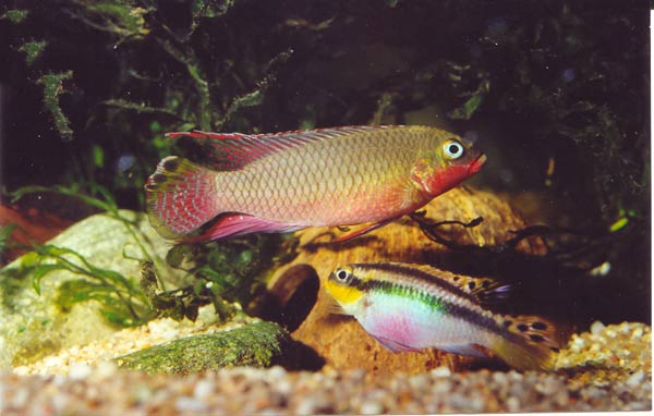 Pelvicachromis taeniatus Nigeria rouge.jpg