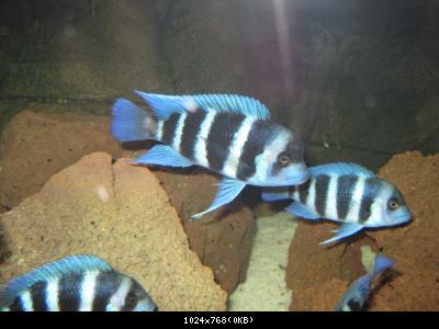 thumb_user_441_maschio_blue_zaire_moba_dominante.jpg