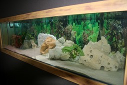 aquarium 011.jpg