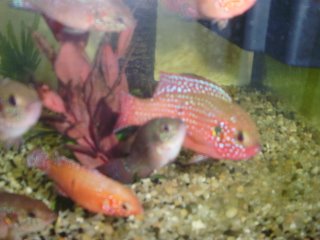 Mes poissons