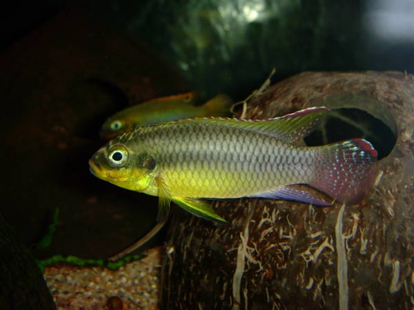 Pelvicachromis taeniatus Niete (1).jpg