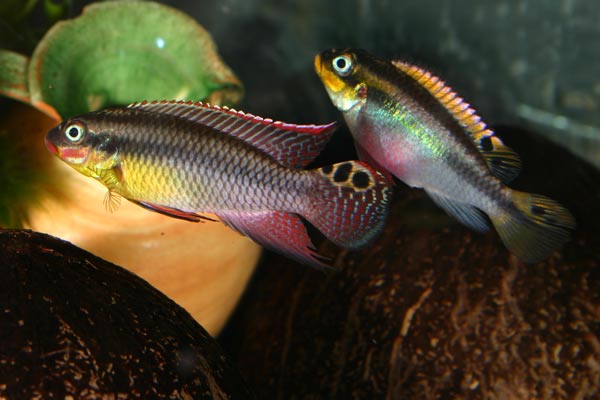 Pelvicachromis taeniatus Dehane (2).jpg