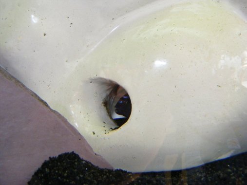 DSCF2785.jpg