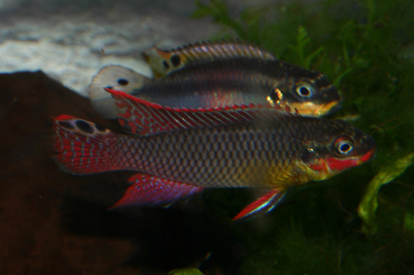 Pelvicachromis taeniatus Dehane (1).jpg