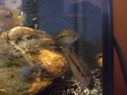 N. aureocephalus?