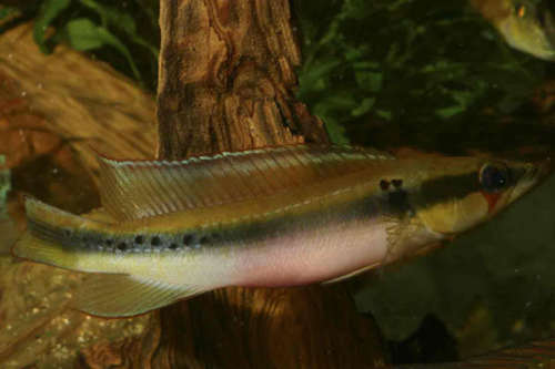 crenicichla_sp._inirida.jpg