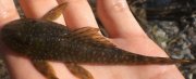 G brevispinis