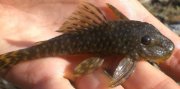 G brevispinis