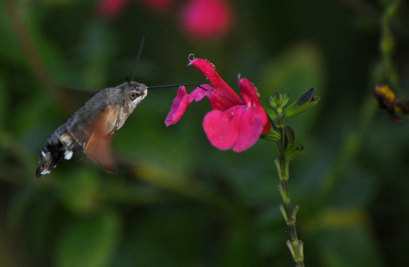 DSC_2296CF.jpg