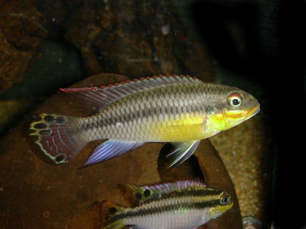 Pelvicachroimis-taeniatus Benin Iguidi River.jpg