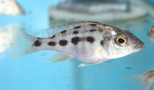 F. rostratus juvénile.jpg