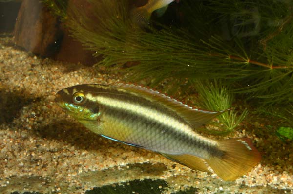 Pelvicachromis sacrimontis forme jaune.jpg