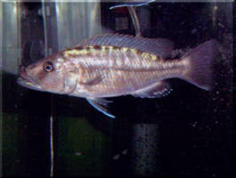 tyranochromis macrostoma