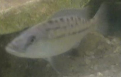 tyrano macrostoma4.jpg