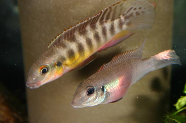 Pelvicachromis humilis Dinkaya.jpg