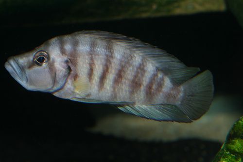 A. sp. compressiceps shell Sumbu.jpg