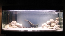 270L