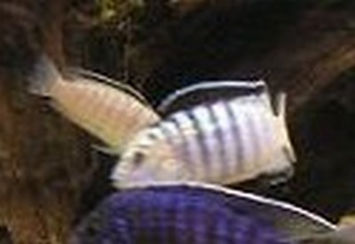 Couple de labidochromis nkali