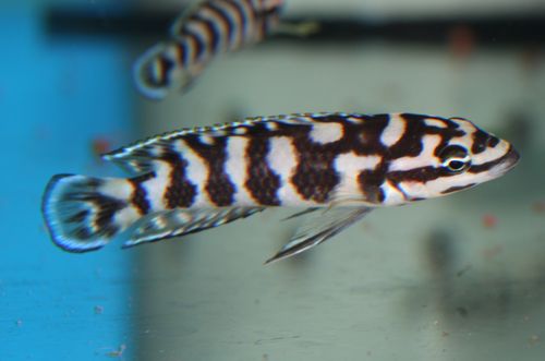 Julidochromis sp. transcriptus Gombe.jpg