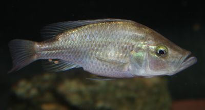 Pyxichromis orthostoma.jpg