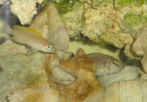 altocaudopetit.jpg
