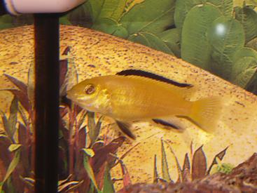 Labidochromis caeruleus "jaune"