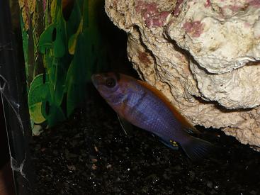 Labidochromis sp. "hongi"