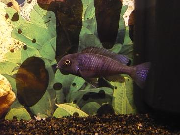 Cyrtocara moorii