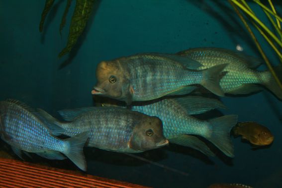 femelleF0chilumba2009.jpg