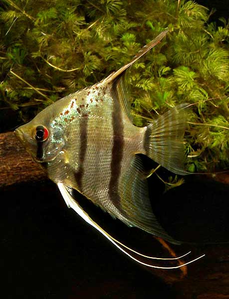 Pterophyllum-Republiek_12.jpg