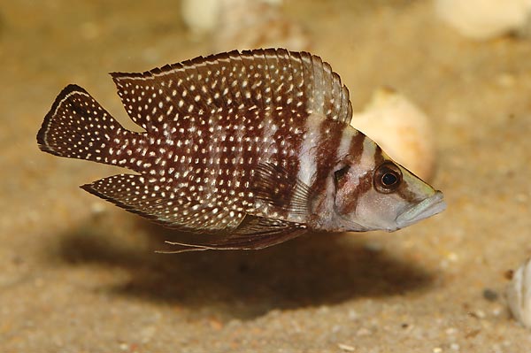 Altolamprologus calvuuuuuuuus "Black Pectoral"