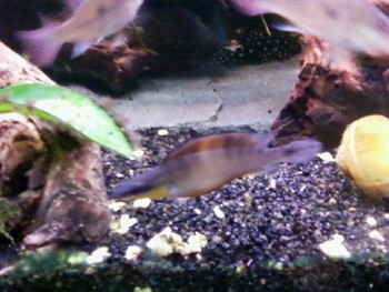 le femelle crenicichla regani du rio tapajos (sauvage)