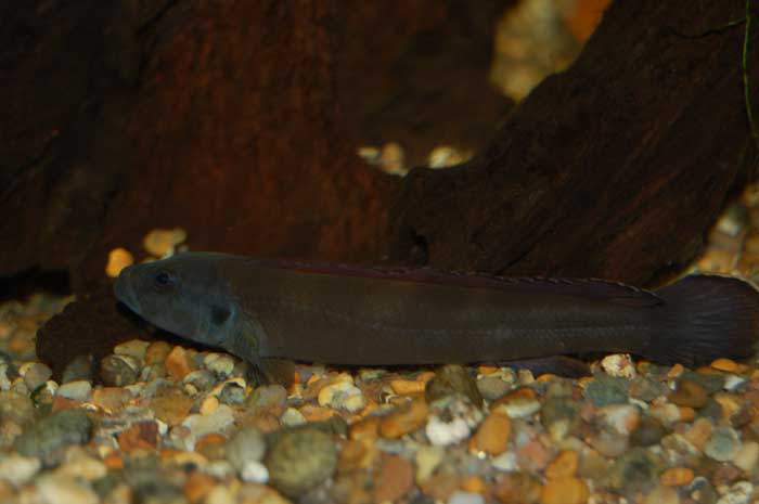 teleograma-2.jpg