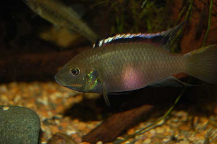 b-nigro2.jpg