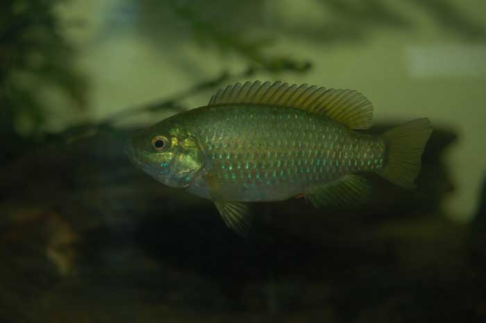 tilapia-r.jpg