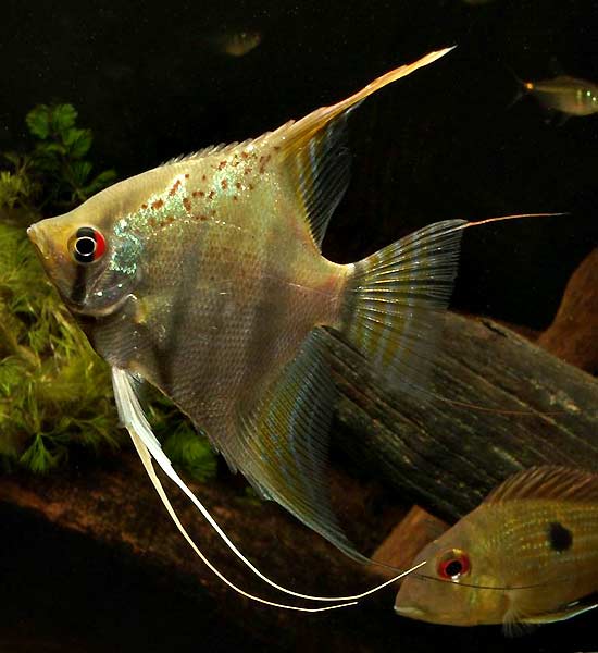 Pterophyllum-Republiek_09.jpg