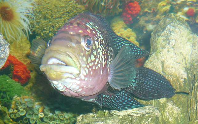 poisson 1.jpg