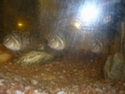 Les poissons ...