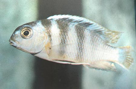 psmicrostoma.jpg