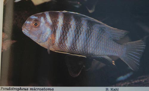 pmicrostoma.jpg