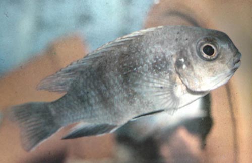 p.microstoma.jpg
