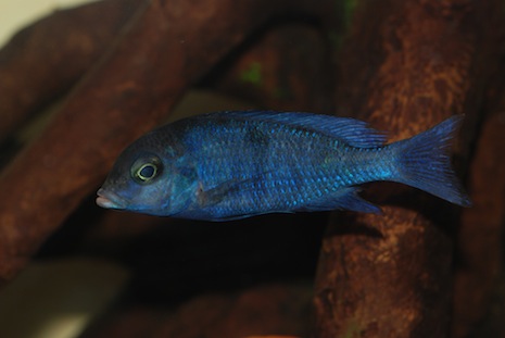 (8/9 cm ) CYRTOCARA MOORI ?