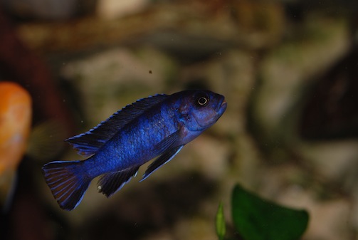 (6cm) ??